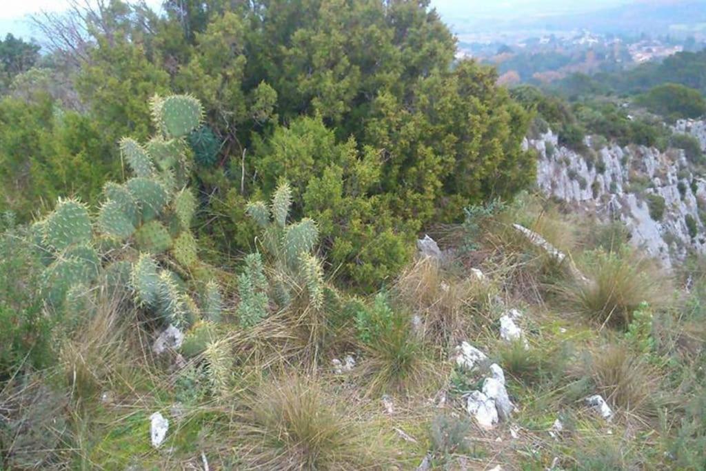 Proche D'Uzes La Terrasse Du Soleil Levant Collias Esterno foto